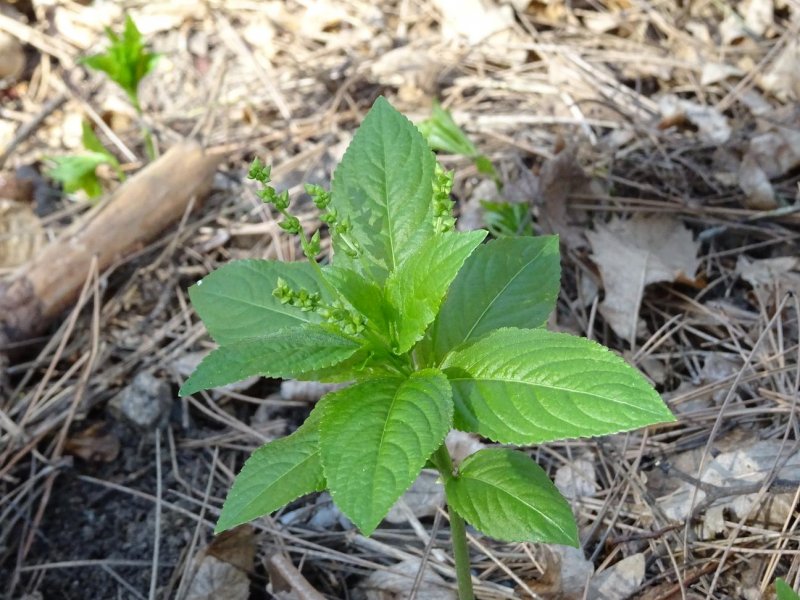 Пролесник многолетний Mercurialis perennis