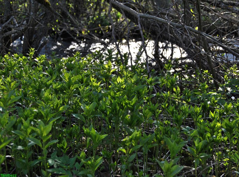 Mercurialis annua l.