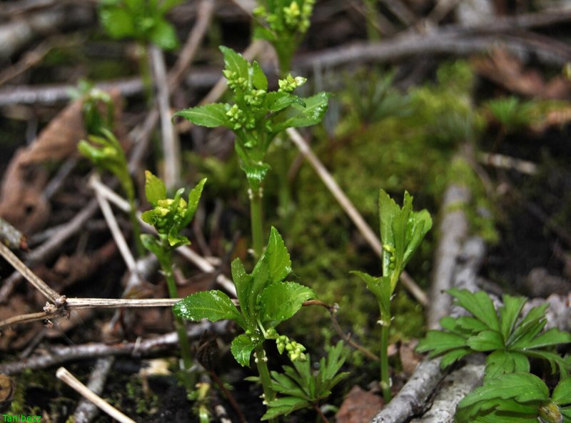 Mercurialis perennis l. Пролесник многолетний