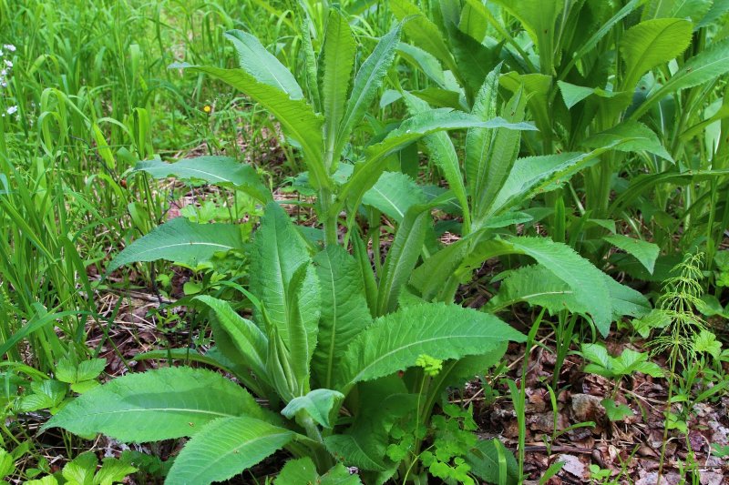 Пижма бальзамическая Tanacetum balsamita
