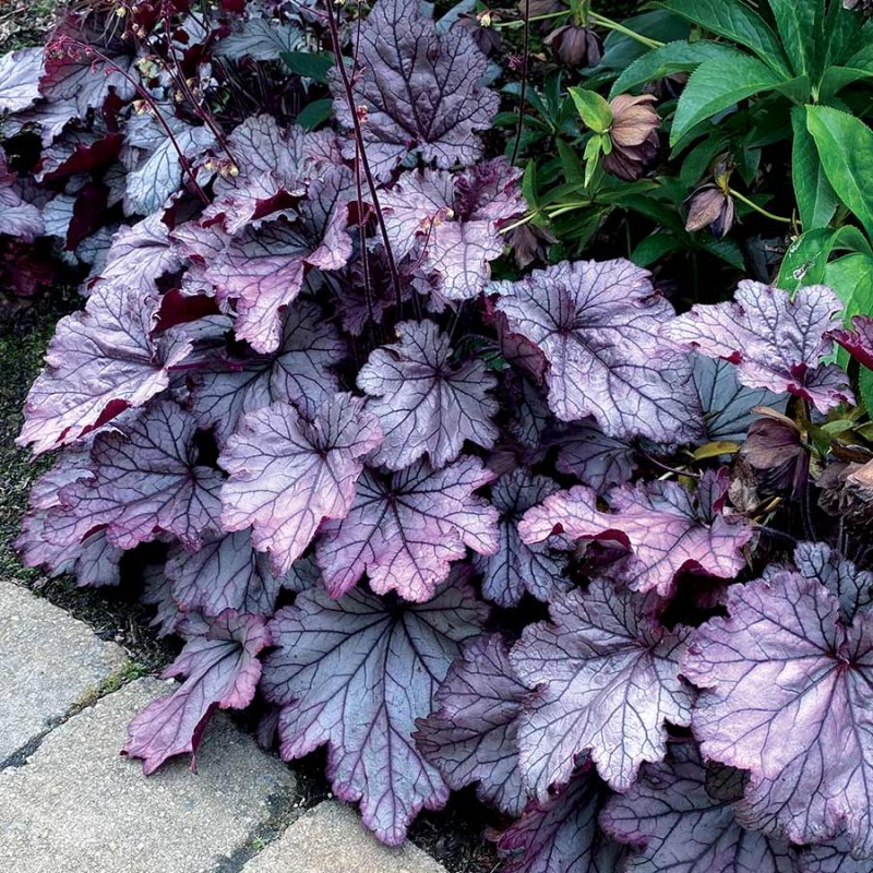 Гейхера Heuchera Spellbound