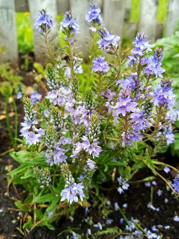 Baptisia Alba