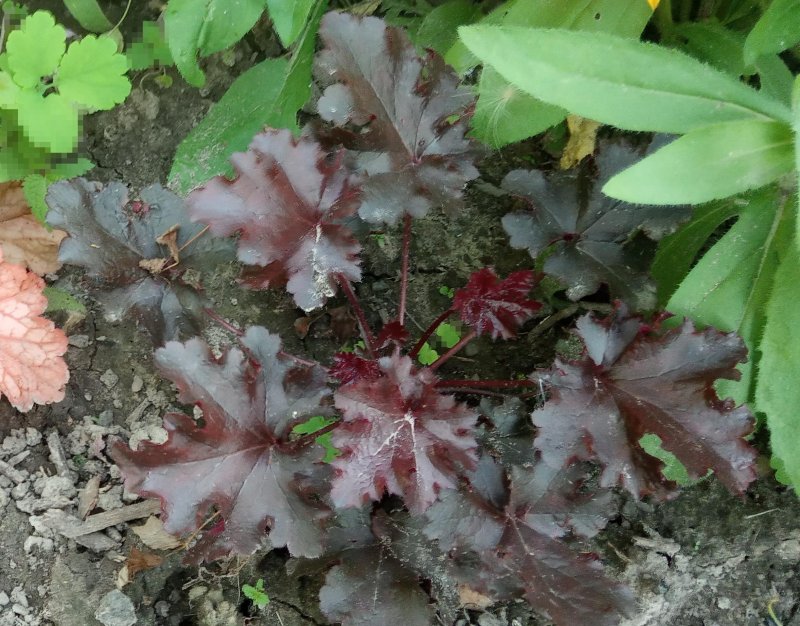 Гейхерелла Heucherella LEAPFROG