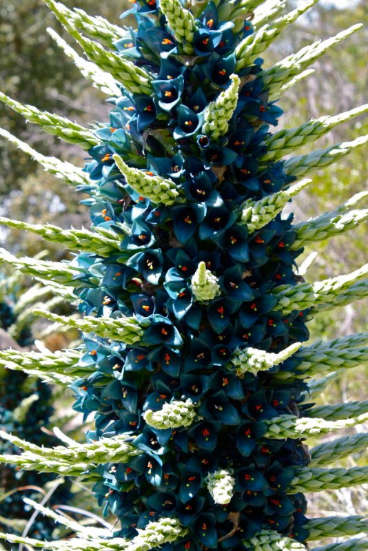 Пуйя Бертерони Puya berteroniana
