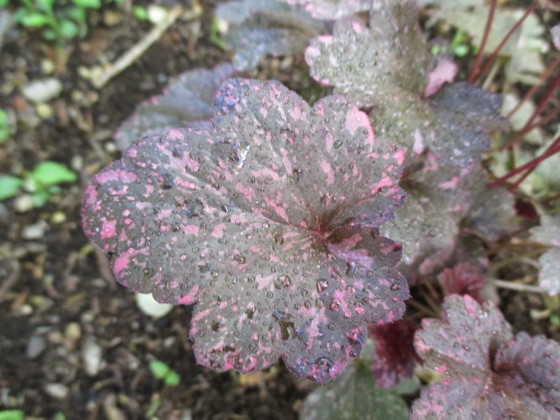 Пруд Heuchera