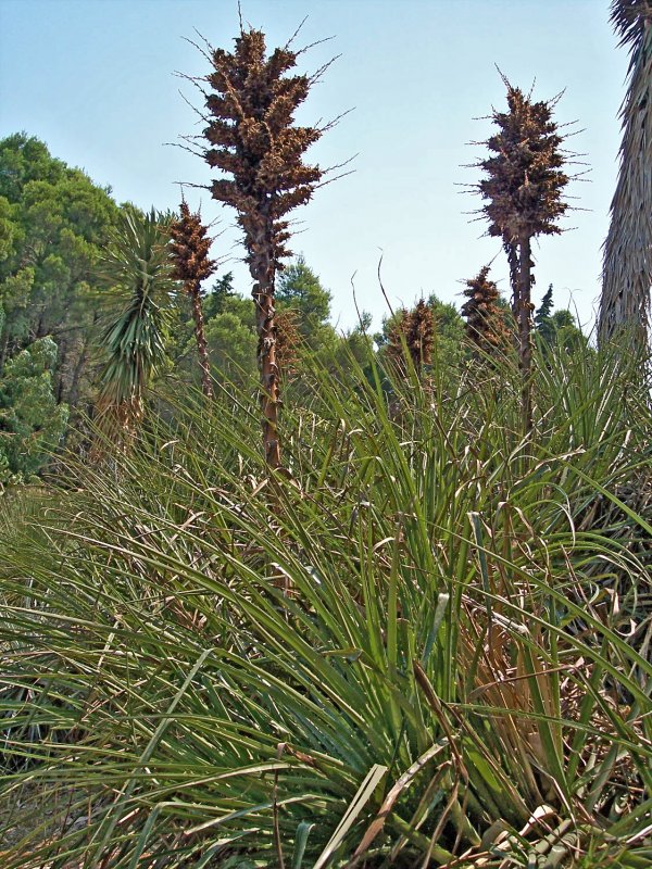 Пуйя Чилийская Puya Chilensis