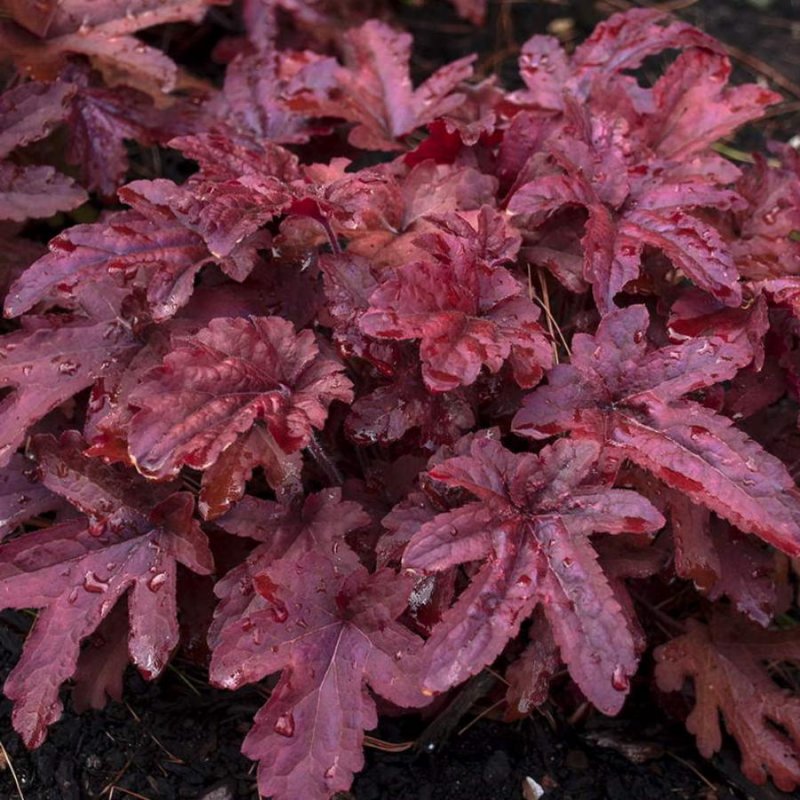 Гейхерелла Heucherella Red Rove
