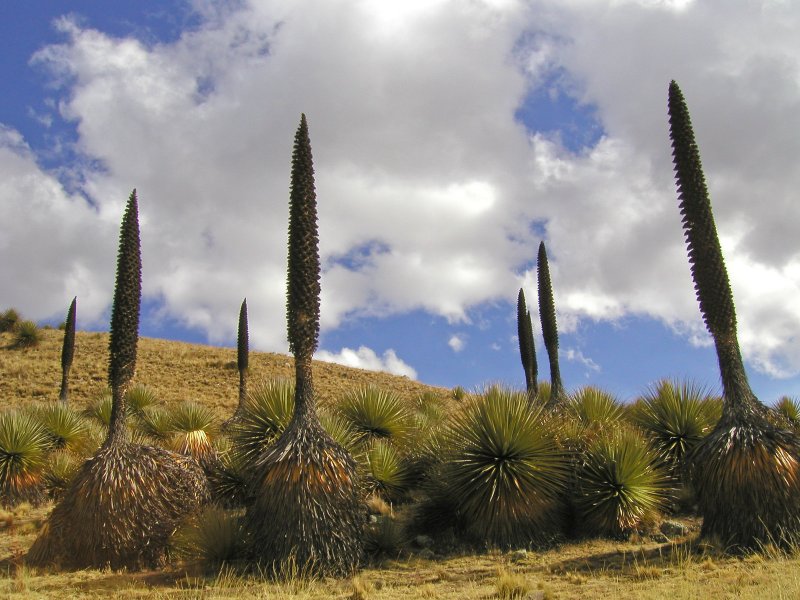 Пуйя Раймонда (Puya raimondii)