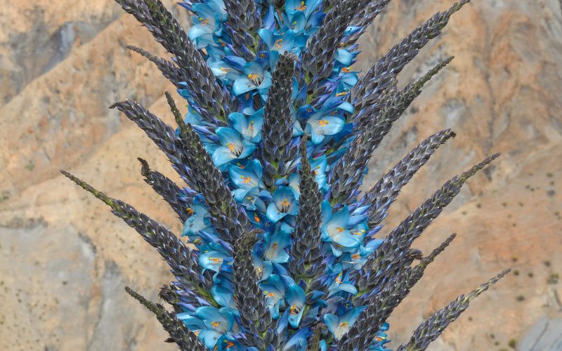 Swertiinae Halenia weddelliana