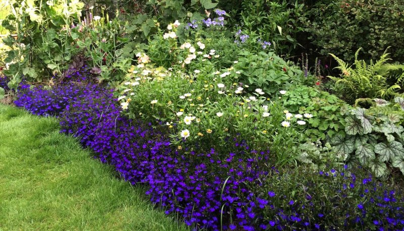 Lobelia erinus – лобелия эринус