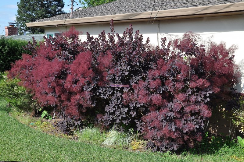 Скумпия Кожевенная (Cotinus coggygria `Royal Purple`)