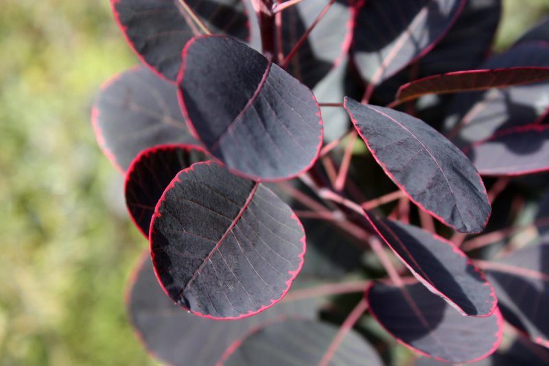 Скумпия Кожевенная (Cotinus coggygria `Royal Purple`)