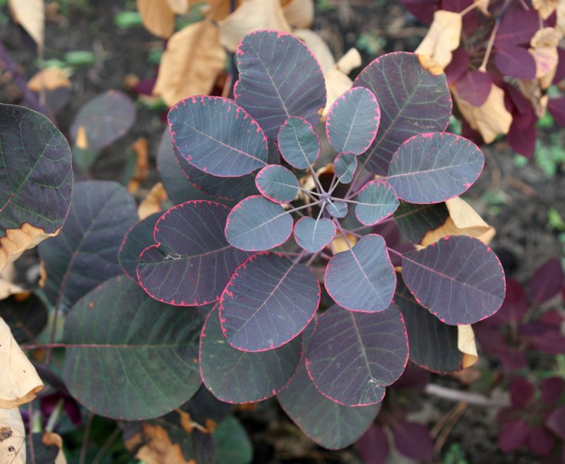 Скумпия Кожевенная (Cotinus coggygria `Royal Purple`)
