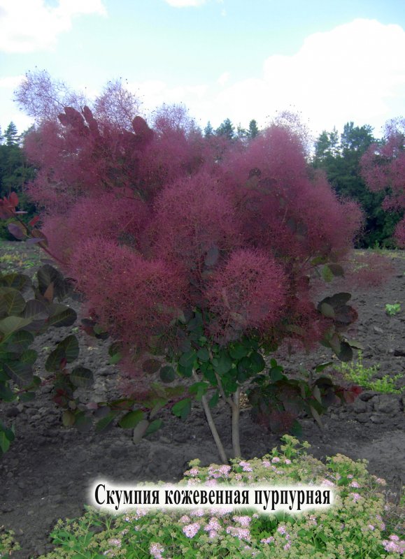 Скумпия Кожевенная Royal Purple