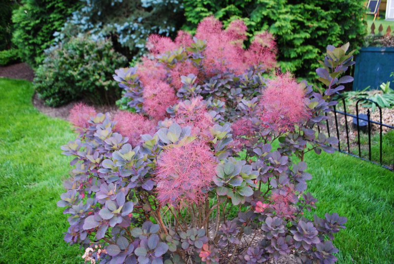 Скумпия Кожевенная (Cotinus coggygria `Royal Purple`)