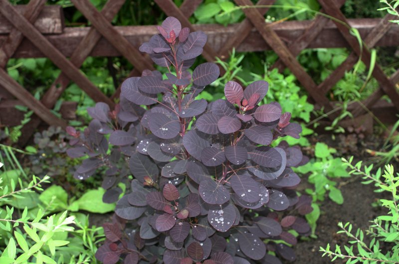 Скумпия Кожевенная/ Cotinus coggygria SCOP.