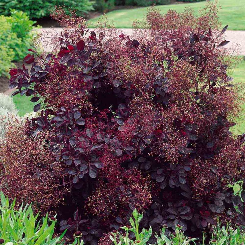 Скумпия Кожевенная (Cotinus coggygria `Royal Purple`)