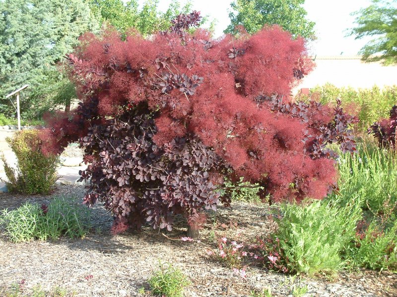 Скумпия Кожевенная (Cotinus coggygria Royal Purple) p9