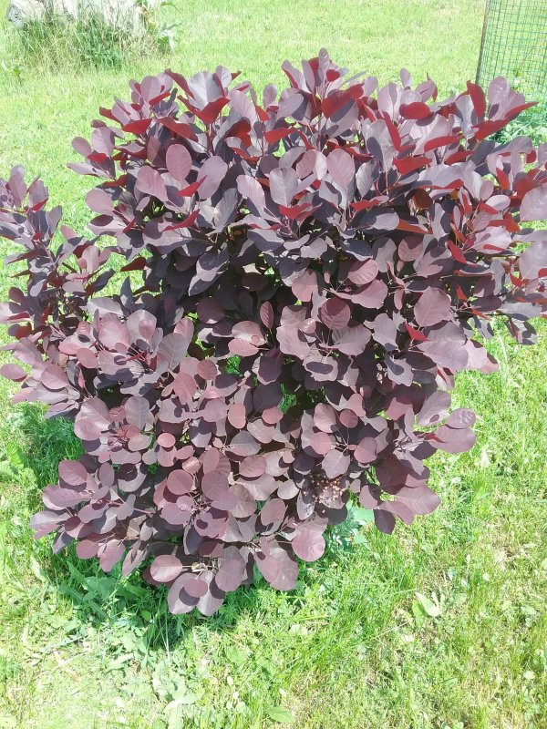 Скумпия Кожевенная Cotinus coggygria