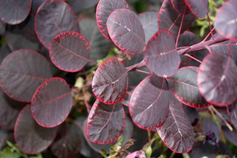Скумпия Кожевенная Cotinus coggygria