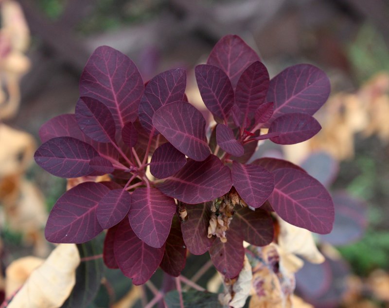 Скумпия Кожевенная (Cotinus coggygria `Royal Purple`)