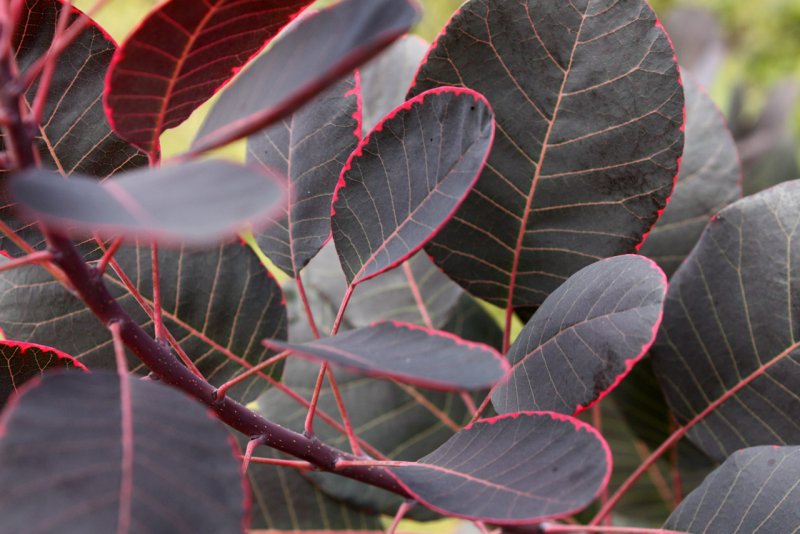 Скумпия Кожевенная Cotinus coggygria