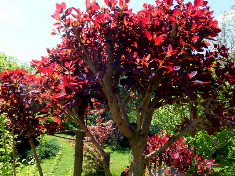 Скумпия Кожевенная (Cotinus coggygria `Royal Purple`)