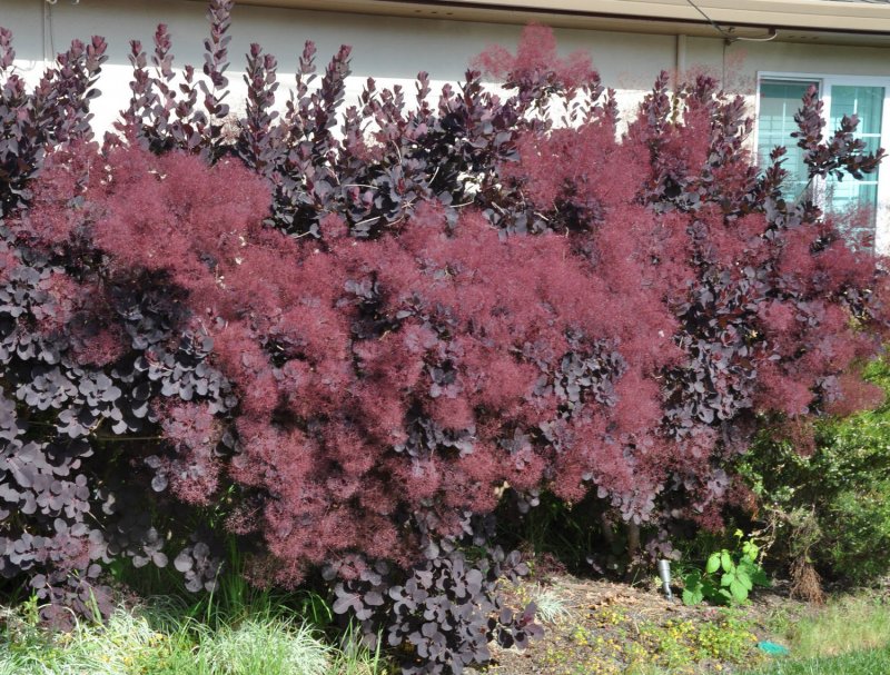 Скумпия Кожевенная (Cotinus coggygria `Royal Purple`)