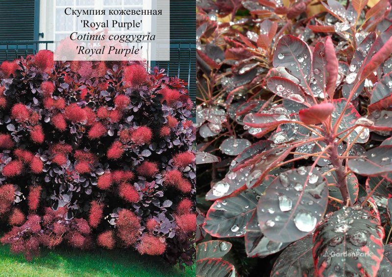 Скумпия Кожевенная Роял перпл