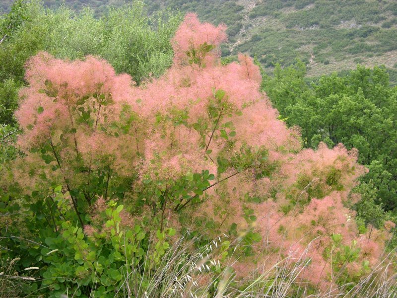 Скумпия Кожевенная (Cotinus coggygria `Royal Purple`)