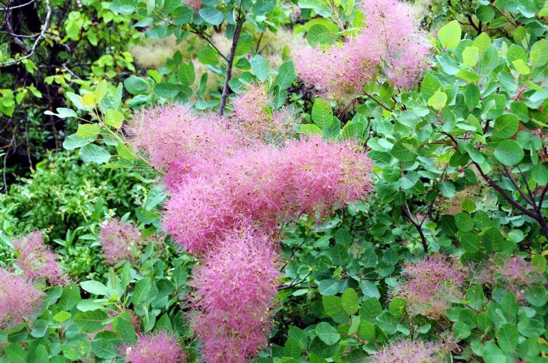 Скумпия кустарник