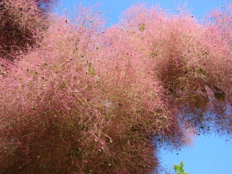 Скумпия Кожевенная purpureus