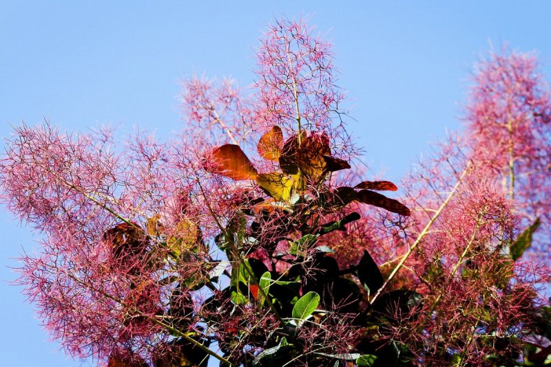 Скумпия Кожевенная Cotinus coggygria