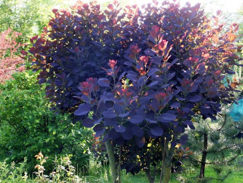 Скумпия Кожевенная (Cotinus coggygria `Royal Purple`)