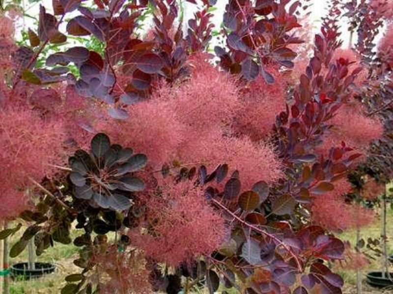 Скумпия Кожевенная Royal Purple (Роял Пурпл)