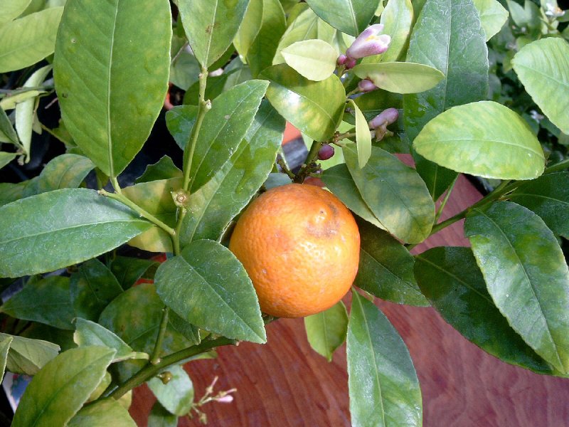 Цитрус лайм Рангпур (Lime Rangpur)