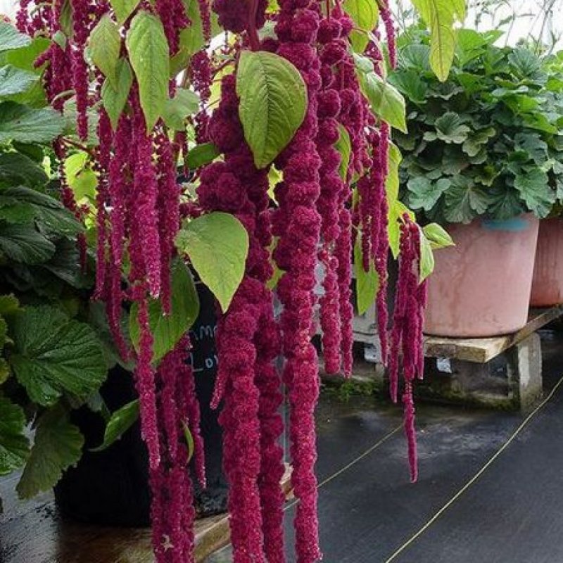 Amaranthus caudatus
