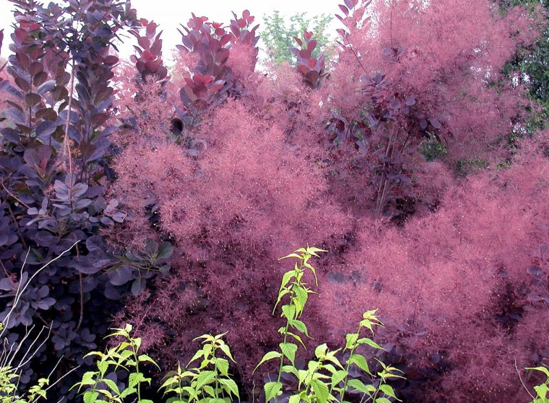 Скумпия Кожевенная Royal Purple