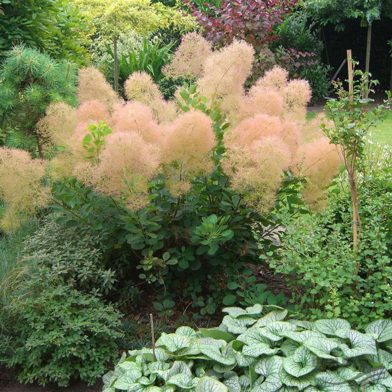 Скумпия Кожевенная Cotinus coggygria
