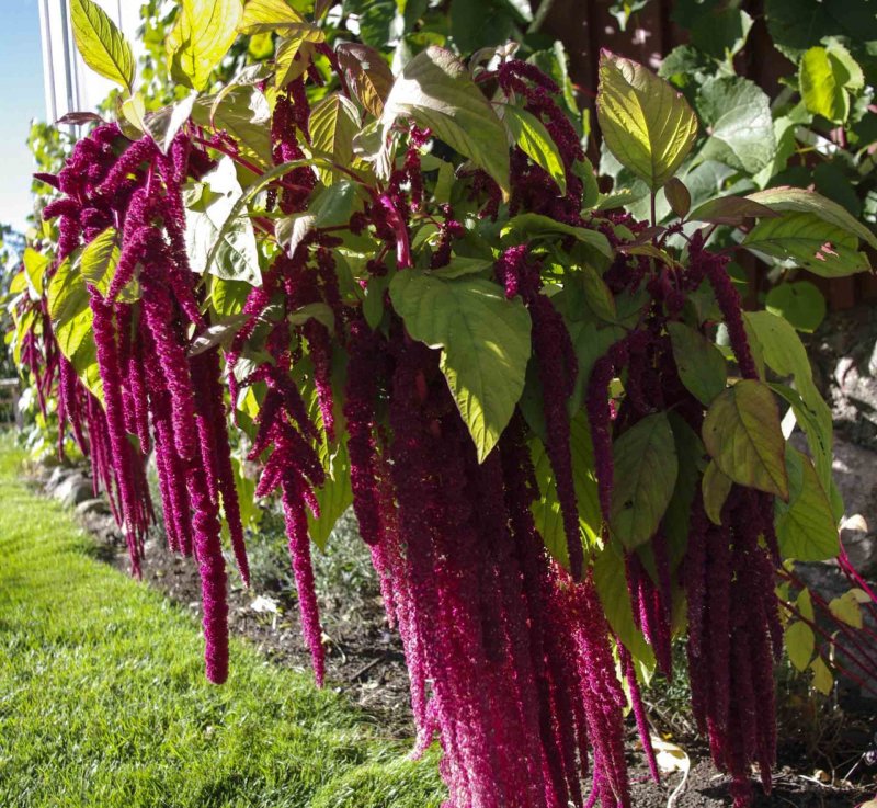 Амарант (Amaranthus), или щирица, Лисий хвост