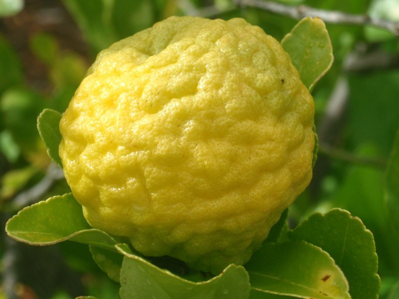 Lime Rangpur