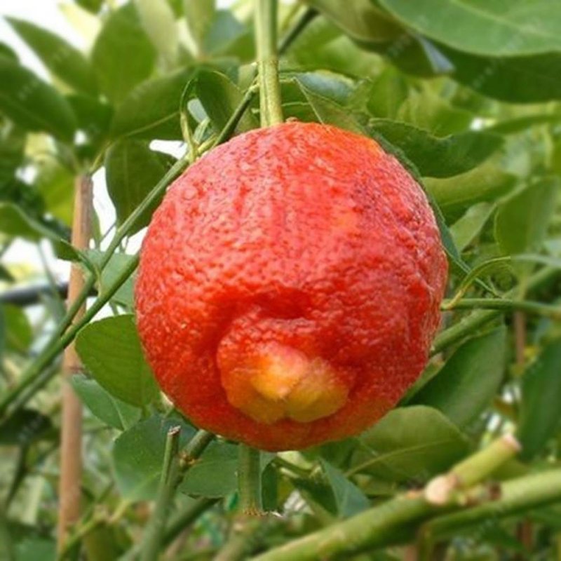 Ред лайм цитрус