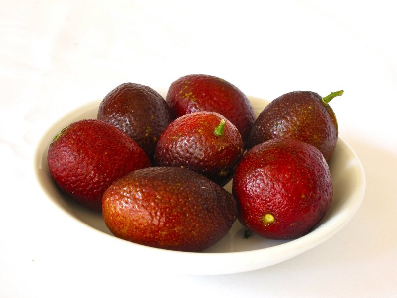 Кафир лайм куст