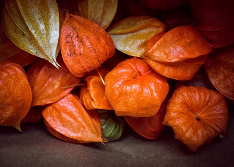 Физалис овощной куст