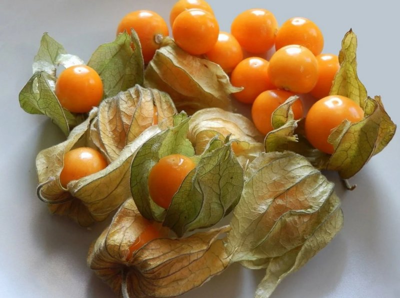 Физалис овощной куст