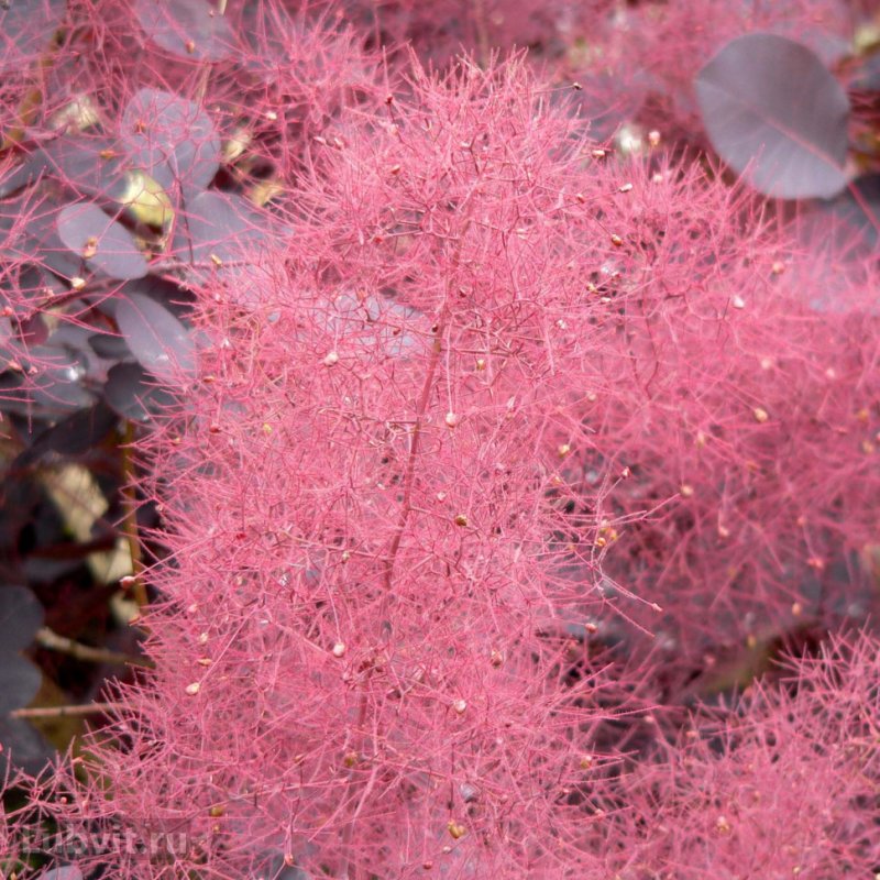 Скумпия Кожевенная (Cotinus coggygria `Royal Purple`)