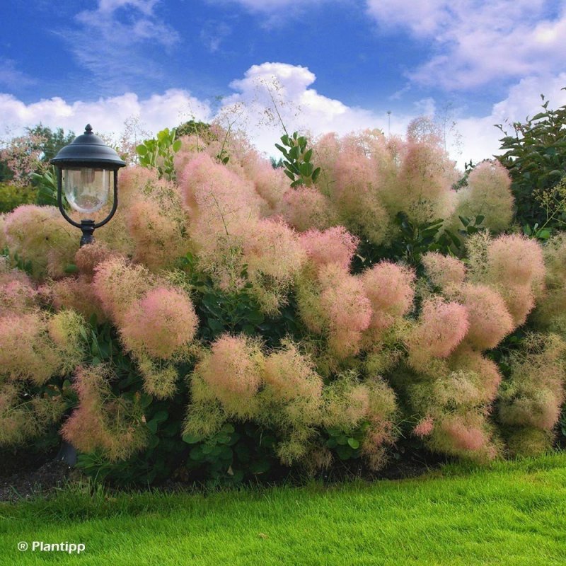 Скумпия Cotinus coggygria