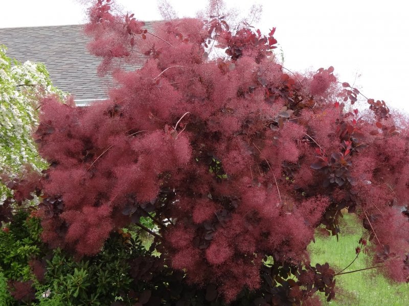 Скумпия Кожевенная (Cotinus coggygria `Royal Purple`)