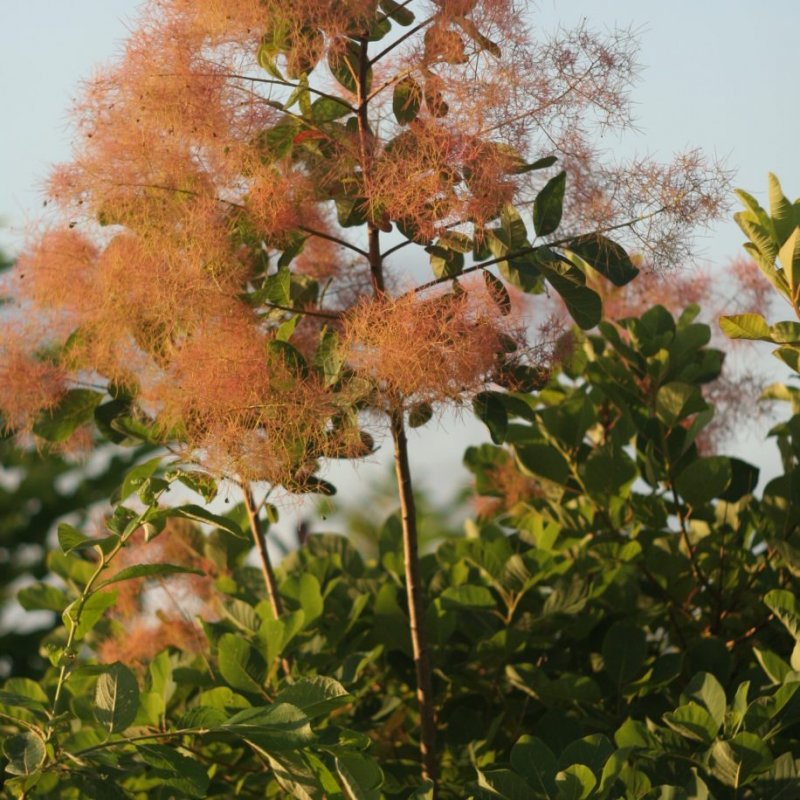Скумпия Кожевенная Cotinus coggygria