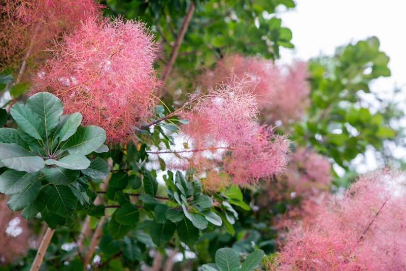Скумпия Кожевенная (Cotinus coggygria Royal Purple) p9